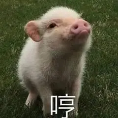 猪萌宠哼生气撒娇gif动图_动态图_表情包下载_soogif