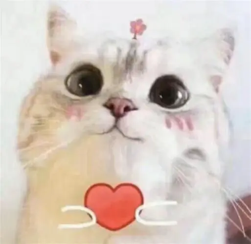 超级可爱的猫咪表情包