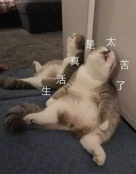 生活真是太苦了(叹气的猫咪)_猫咪_太苦_真是_生活_叹气表情