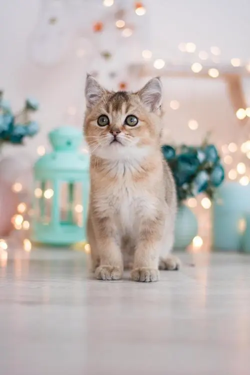 猫猫咪宠物lapjeskat动物哺乳动物图片免费下载-觅知网