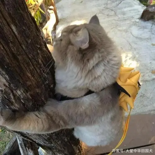 带猫咪出去遛弯,它紧紧抱着树不肯下来,猫:我害怕
