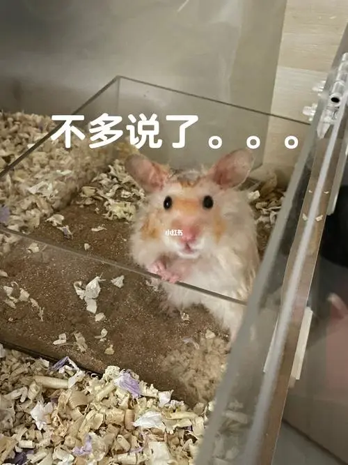 八戒and瓜六两兄妹日常