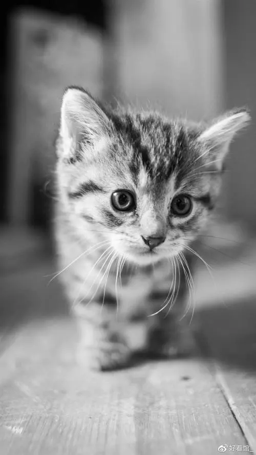 猫咪壁纸图片高清少女心_猫咪壁纸图片高清手机壁纸