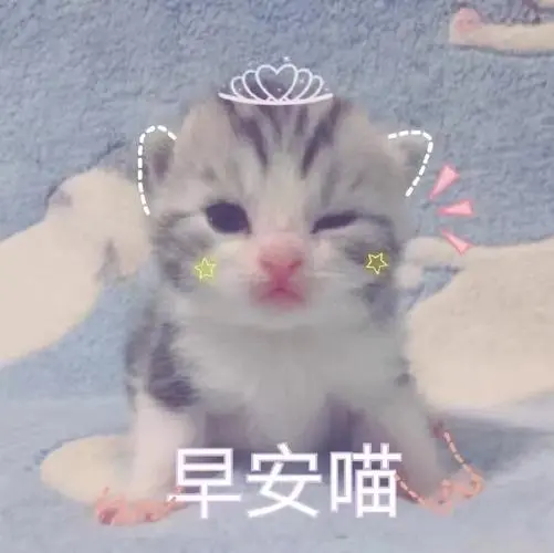 早安喵-一组萌萌的小猫咪表情包