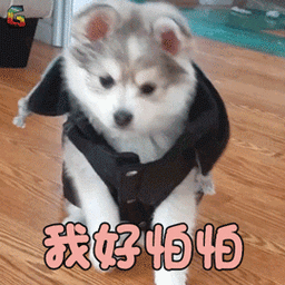 萌宠狗我好怕怕搞怪soogifsoogif出品gif动图_动态图_表情包下载_soo