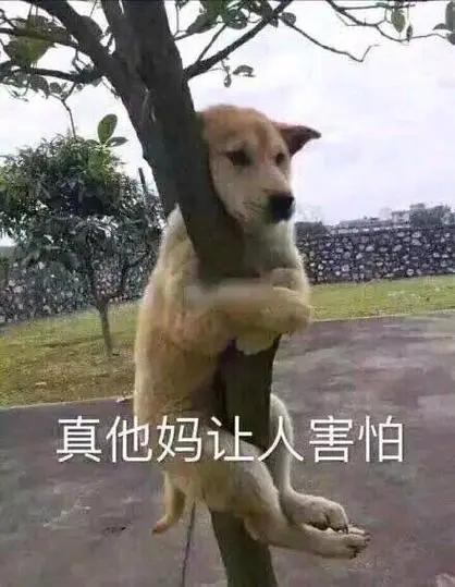 狗子抱树:真tm让人害怕表情包