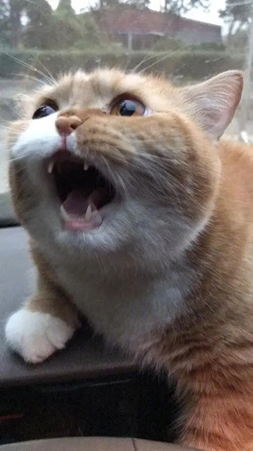 橘猫第一次坐车,吓出表情包,橘猫:吓死俺了,得两个肉罐头安慰