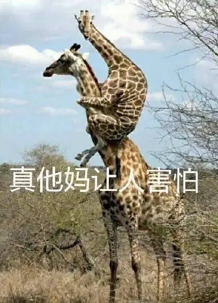 bitch丑男与丑女动图搞笑无节操表情
