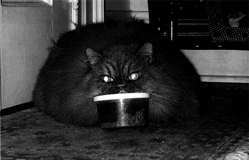 恐怖猫黑色和白色令人毛骨悚然的动物gifmoviegif动图_动态图_表情包
