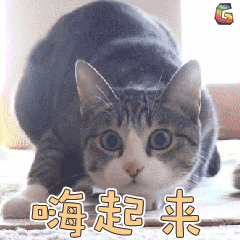 现场嗨起来图片_现场嗨起来动态图_现场嗨起来表情包gif动图下载_soo