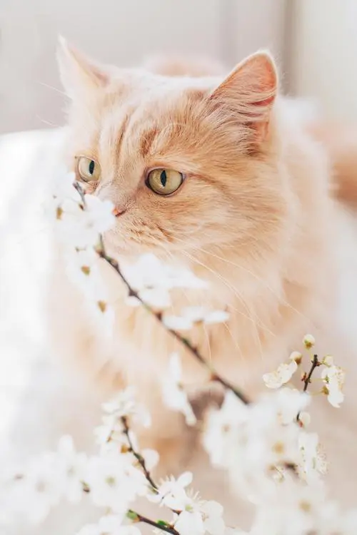 猫花素材-猫花图片-猫花素材图片下载-第3页-觅知网
