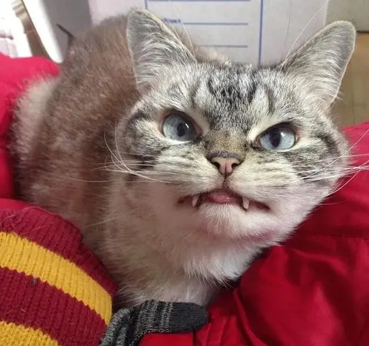 猫咪奇怪冷知识——