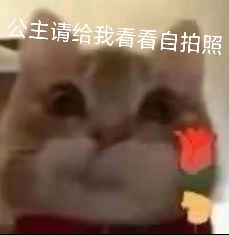 公主请看#表情包#猫咪表情包#公主殿下#猫咪-抖音