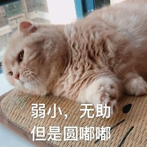 萌宠猫星人弱小无助但是胖乎乎呆萌可爱gif动图_动态图_表情包下载