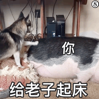 你给老子起床猪猪赖床表情包_老子_起床_猪猪_赖床表情
