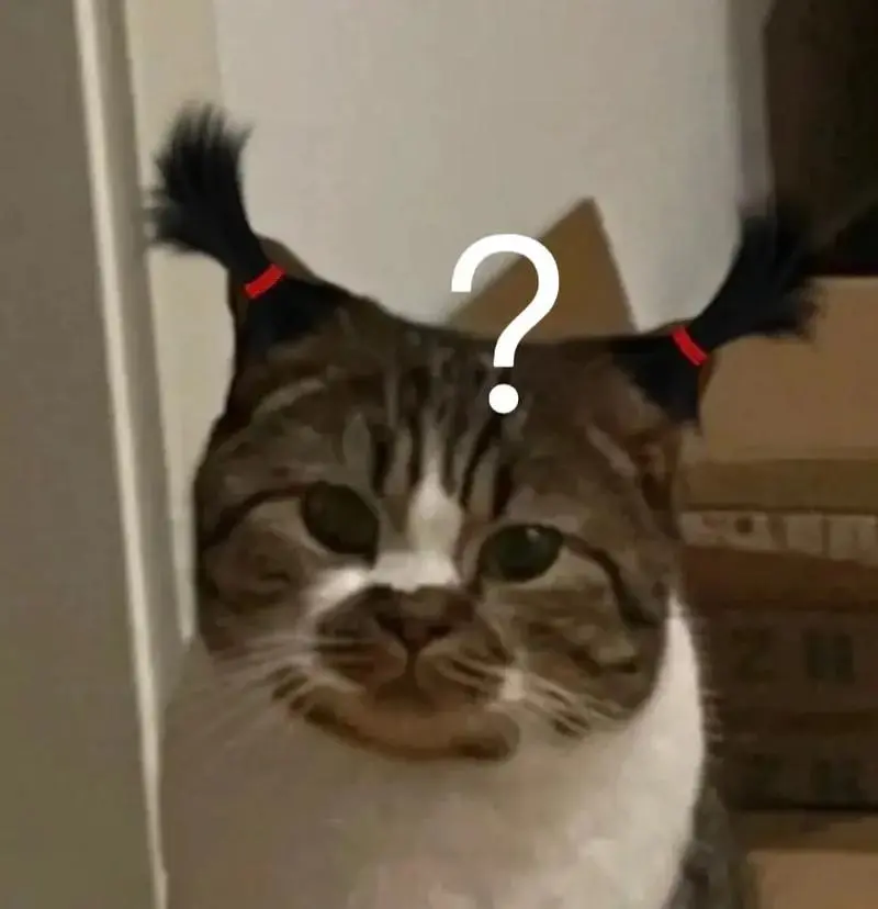 猫咪表情包#猫咪-抖音