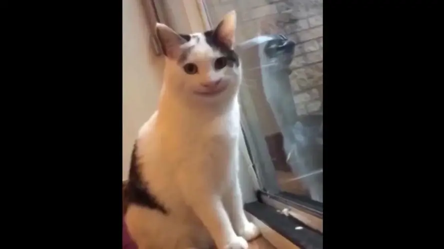 苦笑猫