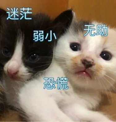 萌宠喵星人弱小恐慌呆萌可爱gif动图_动态图_表情包下载_soogif