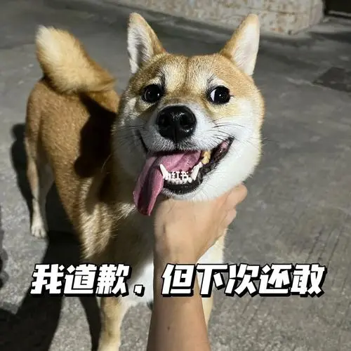 表情包我道歉但下次还敢