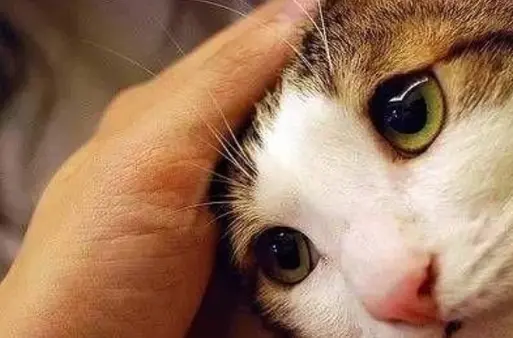 毕竟猫咪是非常贪玩的,而且很多主人在与猫咪玩游戏时,不仅会摸摸头
