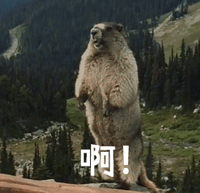 可爱的土拨鼠