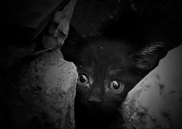 标题:惊恐的猫