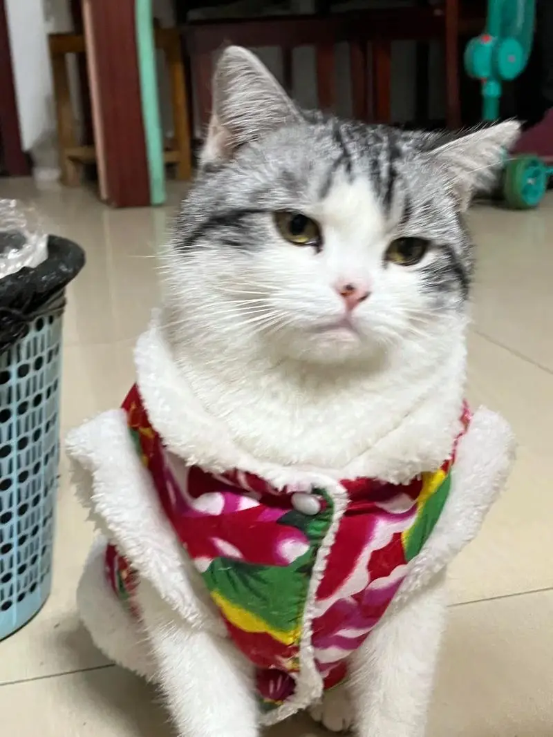 一脸无奈#记录猫咪日常#猫咪的迷惑行为#评论区看看你们的-抖音
