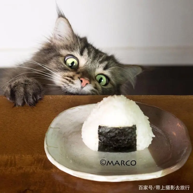 这只猫因贪吃表情走红,绝对是猫界的吃货,嘴馋的样子太可爱了