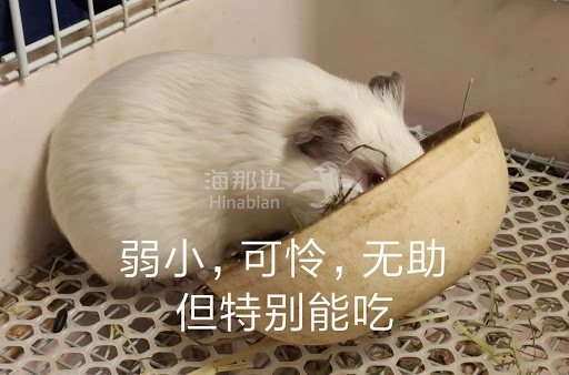 不禁抱紧了我的零食盒子弱小可怜无助但能吃的我两厢夹击之下室外温度