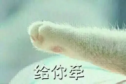 猫咪牵手表情包