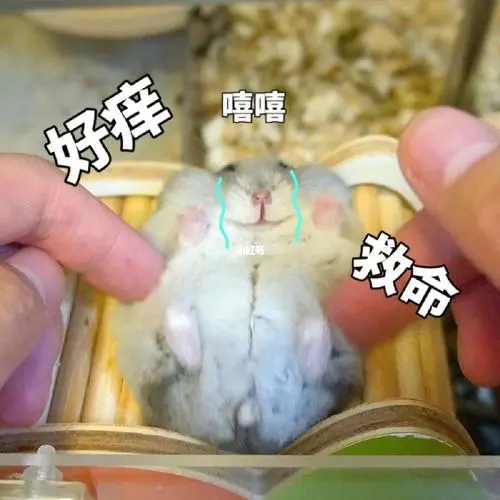 仓鼠居然也会怕痒笑死我了这表情