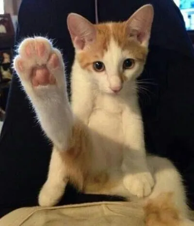 收集点赞评论猫香脚046野生猫咪发布到表情包图片
