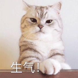 生气猫搞怪逗gif动图_动态图_表情包下载_soogif