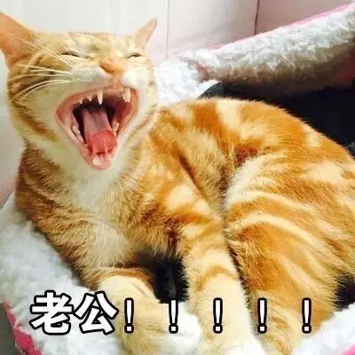 老公(小猫)-斗图大会-呐喊,装逼,动物表情库-真正的斗图网站