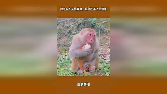 心急吃不了热豆腐,猴急吃不了熟鸡蛋|鸟类_网易视频