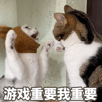 萌宠喵星人游戏重要我重要打你呆萌可爱gif动图_动态图_表情包下载