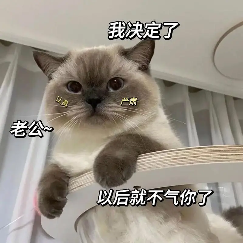 老公,我决定了.#猫咪表情包#套路表情包#情侣表情包#-抖音