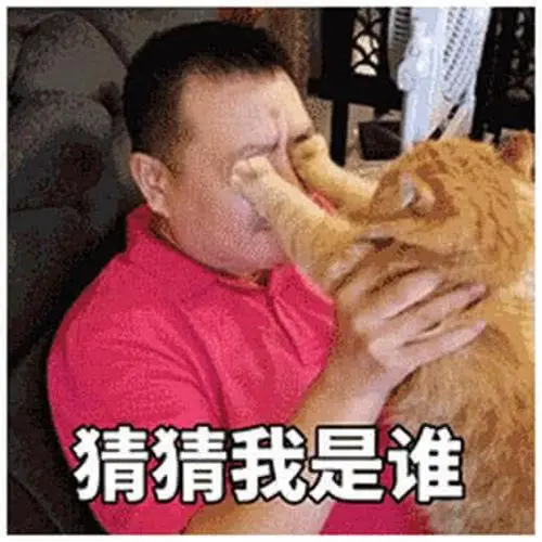 猜猜我是谁这个表情包看着挺不错的,一只小猫咪用两只小爪子挡住主人