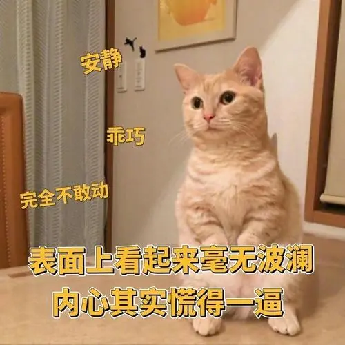 敢动表面上看起来毫无波澜内心其实慌得一一只小橘猫的表情包猫咪表情