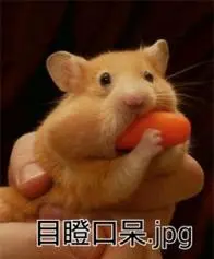 目瞪口呆.jpg-一波仓鼠的表情包_仓鼠表情