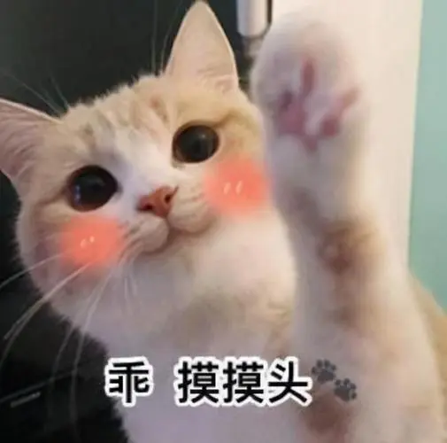 原来摸猫头,在猫咪看来,竟有这些意思