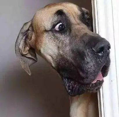 你家狗狗