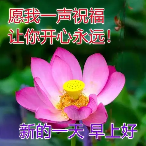 夏季早上好表情包图片带字,夏天早安问候祝福语图片大全