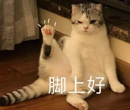 猫咪脚上好(早上好)_猫咪_早上好_脚上表情