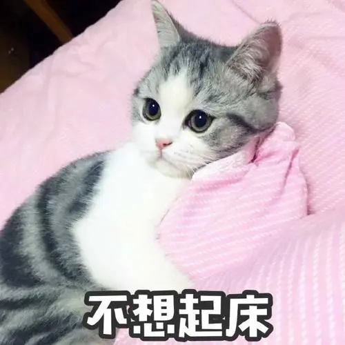 不想起床撒娇专用猫咪表情包猫咪表情