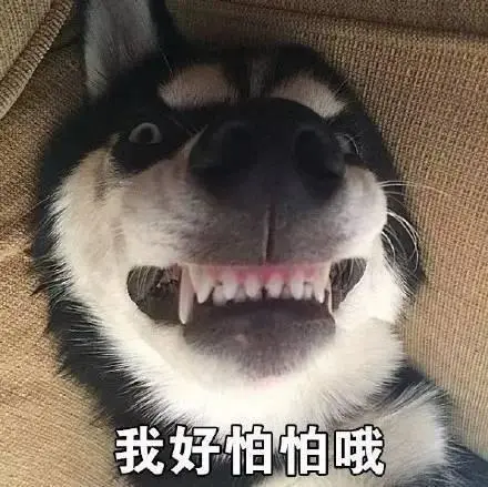 萌宠汪星人我好怕怕哦搞怪凝视gif动图_动态图_表情包下载_soogif