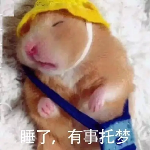 睡了有事托梦仓鼠表情包仓鼠托梦有事表情