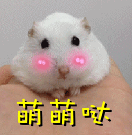萌萌哒兔子可爱搞笑gif动图_动态图_表情包下载_soogif