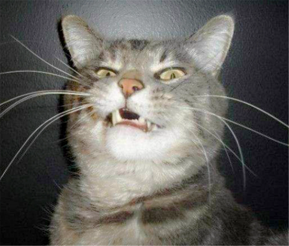 镜头下:猫咪打喷嚏的鬼脸,彷彿捕捉到灵魂出窍的瞬间!