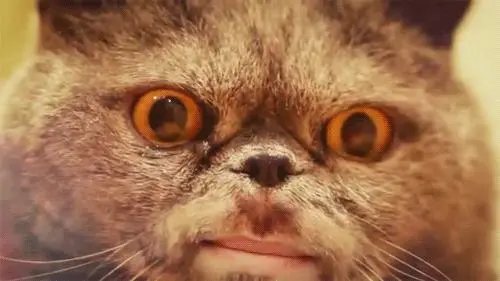 猫咪科幻碎碎念注视恐怖